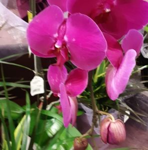 Meet your Posher, Susan